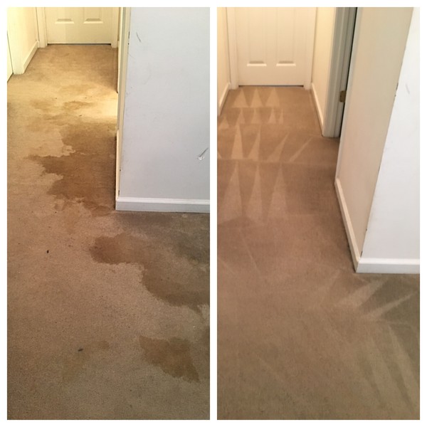 Before & After Carpet Cleaning in Charlotte, NC (1)